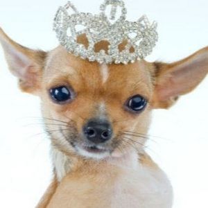 Meet your Posher, Evan